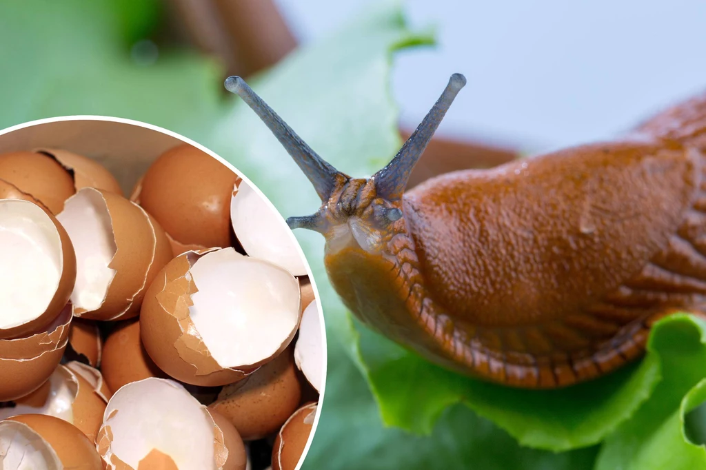 Jak pozbyć się ślimaków za pomocą skorupek jaj?