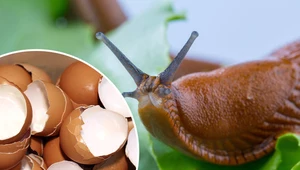 Jak stosować skorupki jaj na ślimaki? Domowy sposób nie ma sobie równych