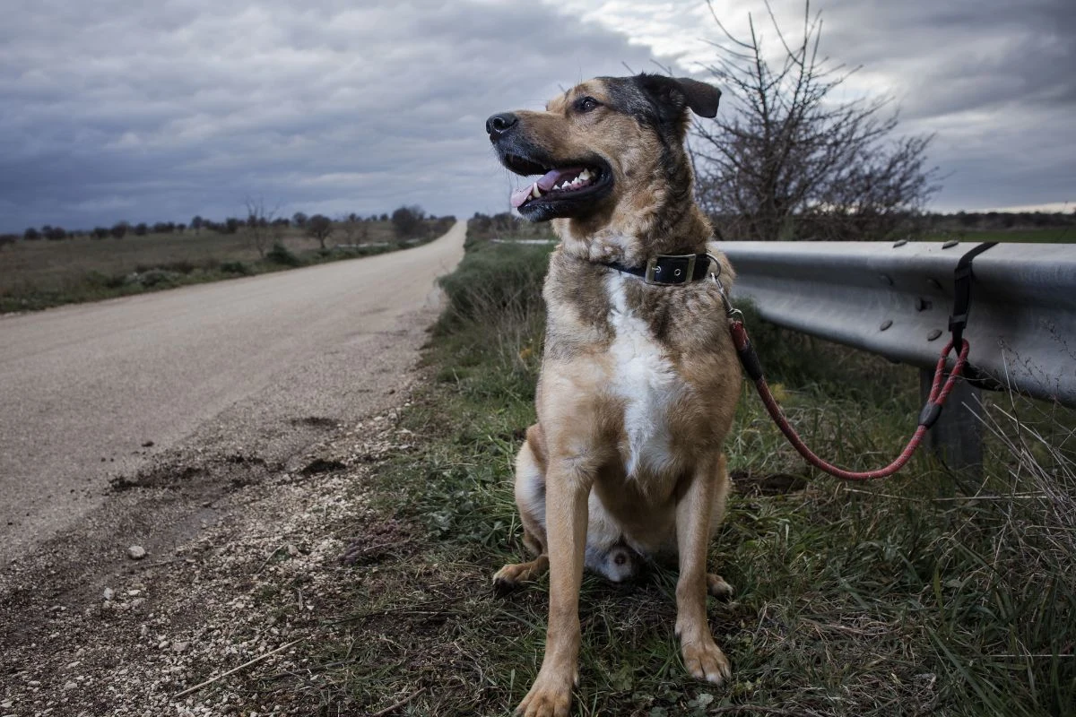 Powodem pojawienia się depresji u psa może być porzucenie go przez właściciela