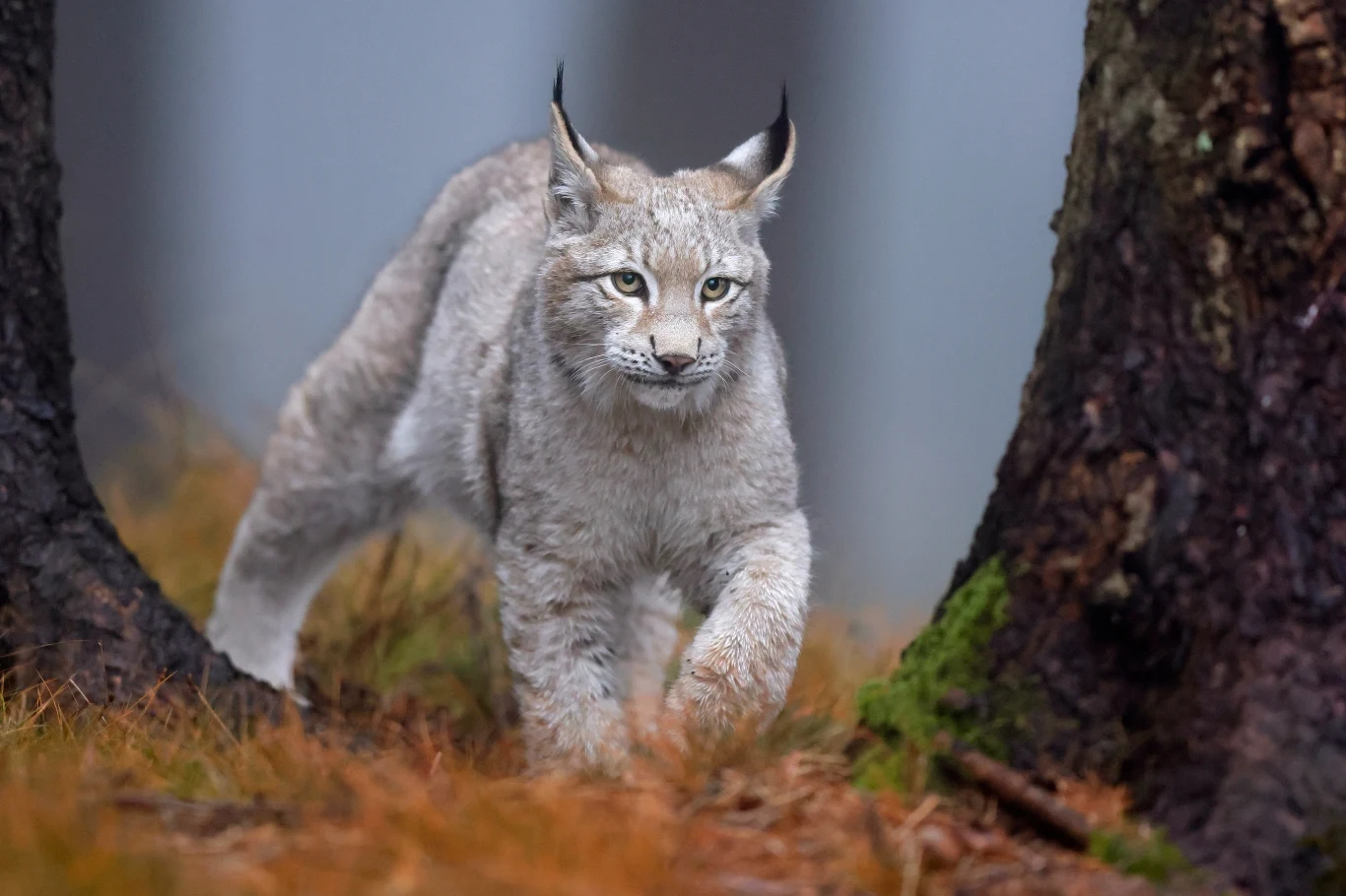Ryś kocha wolność i bardzo źle znosi gwałtowne zmiany środowiska. Ucieka, ale nie zawsze ma gdzie
