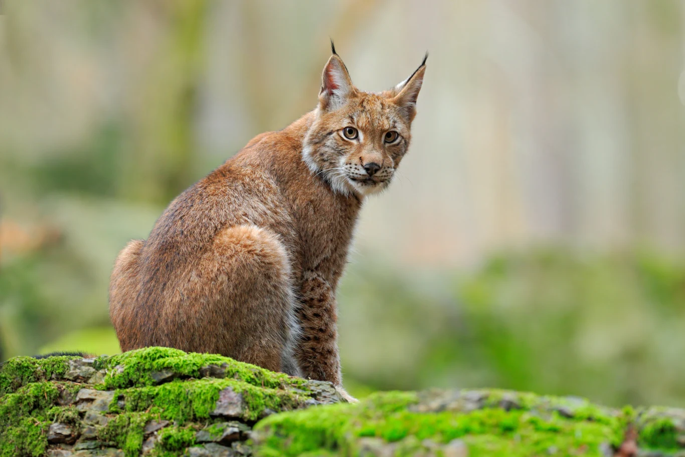 Od 2019 roku ZTP, wspierane przez WWF Polska, wypuściło na wolność ponad 60 rysi, głównie w województwie zachodniopomorskim