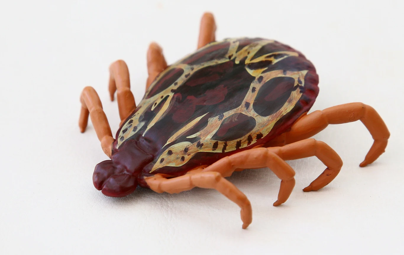 Makieta kleszcza łąkowego. Tak samo jak kleszcz pospolity może zarazić nas boleriozą