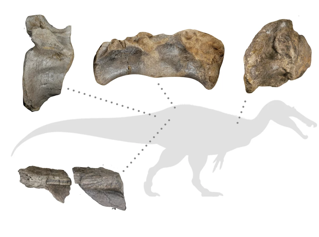 Rozmiar miednicy i kości ogona wskazują, że spinozaur znaleziony w Anglii był ogromnych rozmiarów