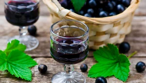 Nalewka z czarnej porzeczki obniża poziom złego cholesterolu i cukru we krwi