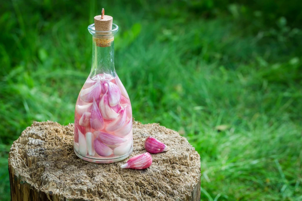 Nalewka z czosnku nazywana jest "tybetańską nalewką długowieczności"