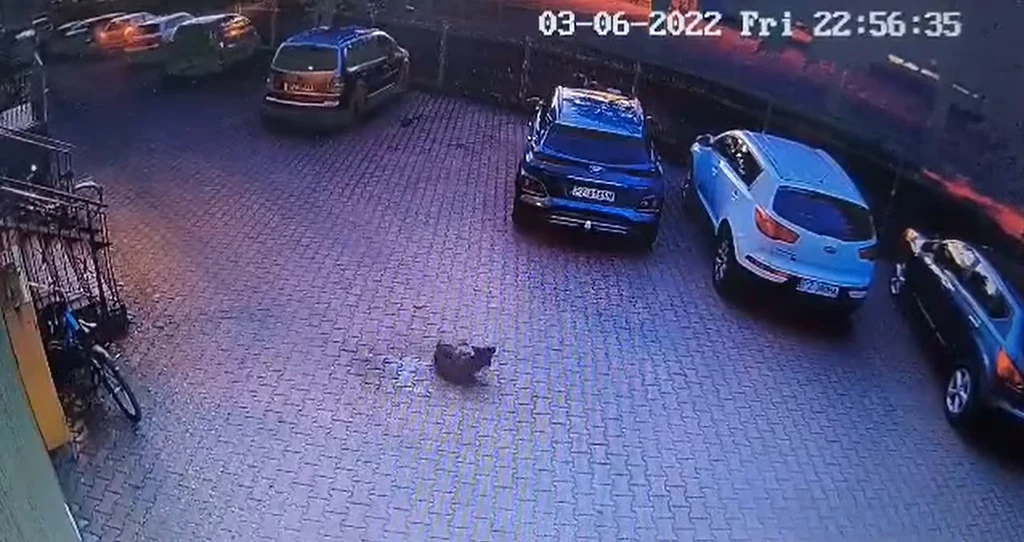 Pies nie odniósł poważnych obrażeń Pies nie odniósł poważnych obrażeń