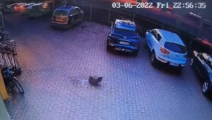 Pies nie odniósł poważnych obrażeń