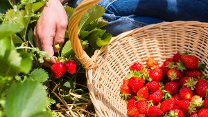 Miały być zdrowe i smaczne. Truskawki przeniosły groźną chorobę