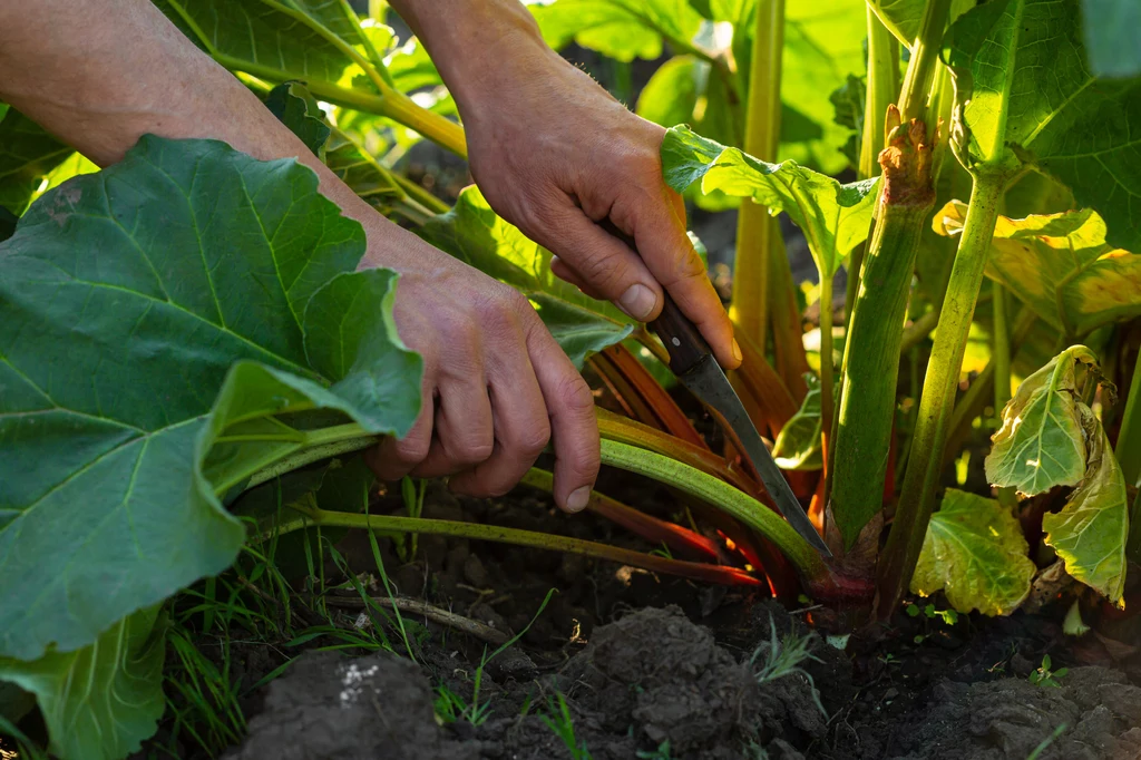 Jak wykorzystać liście rabarbaru w ogrodzie?