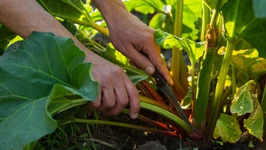 Jak stosować gnojówkę i oprysk z rabarbaru na ślimaki w ogrodzie?