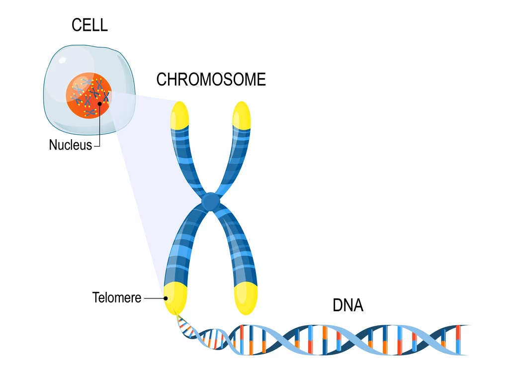 Z wiekiem telomery są coraz krótsze, przez co ludzkie komórki stają się coraz mniej odporne