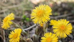 Podbiał: naturalny sprzymierzeniec w walce z kaszlem i podrażnieniem gardła