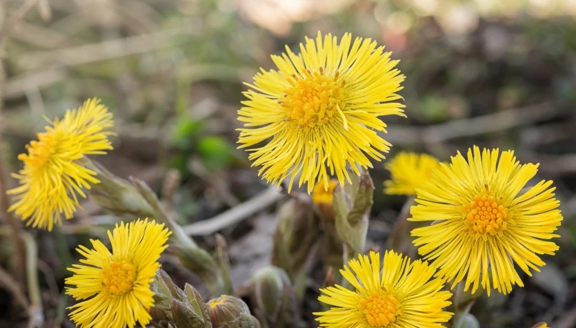 Podbiał pospolity wyglądem przypomina mniszka lekarskiego