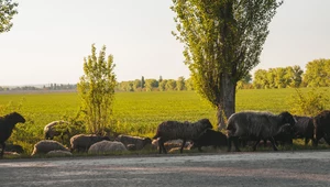 Wypuszczone przez ukraińskich rolników zwierzęta błąkają się po zbombardowanych polach