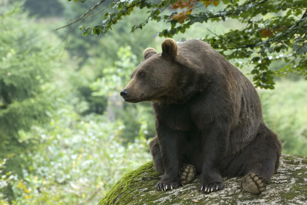 W latach 70. w Polsce żyło tylko 20 osobników niedźwiedzia brunatnego
