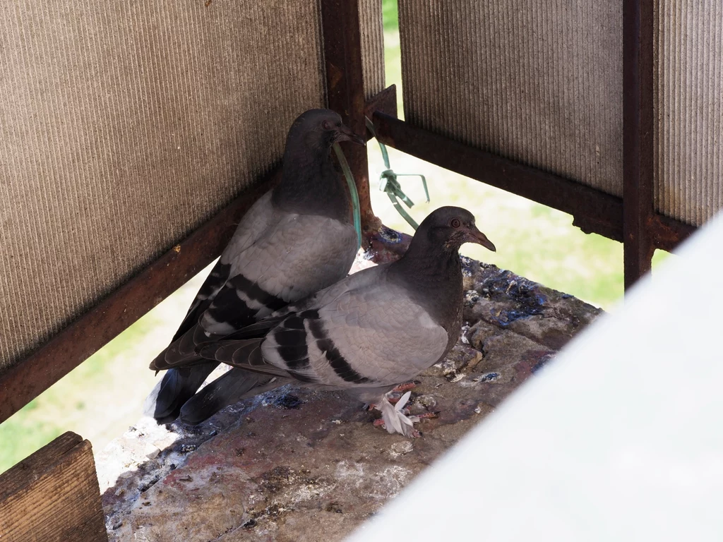 Gołębie uwielbiają zadomawiać się na balkonach, gdzie chętnie zakładają gniazda