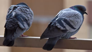 Gołębie atakują twój balkon? Zobacz, jak możesz z nimi walczyć