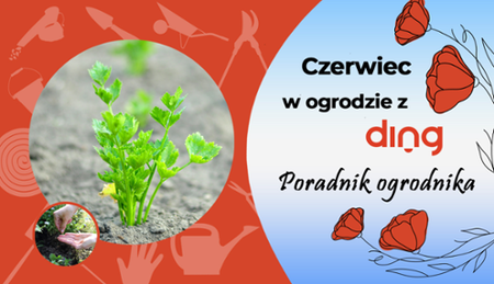 Czerwiec w ogrodzie 
