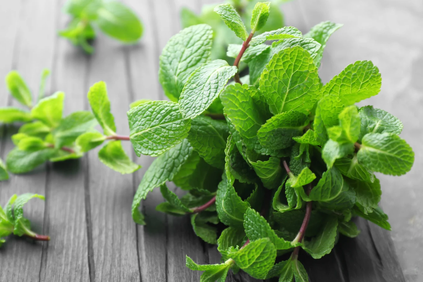 Pomocna w walce z komarami może okazać się również melisa