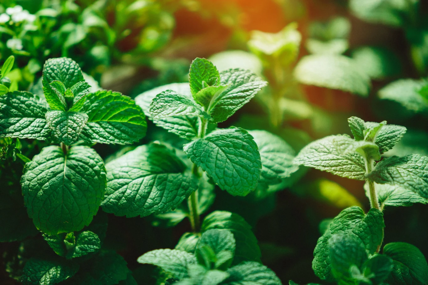 Mięta pieprzowa sprawi, że komary będą omijać nasz balkon szerokim łukiem