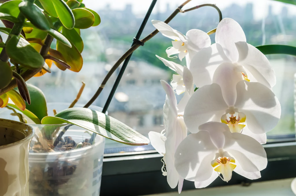 Orchidee zachwycają swoim wyglądem, stanowiąc doskonałą dekorację każdego wnętrza