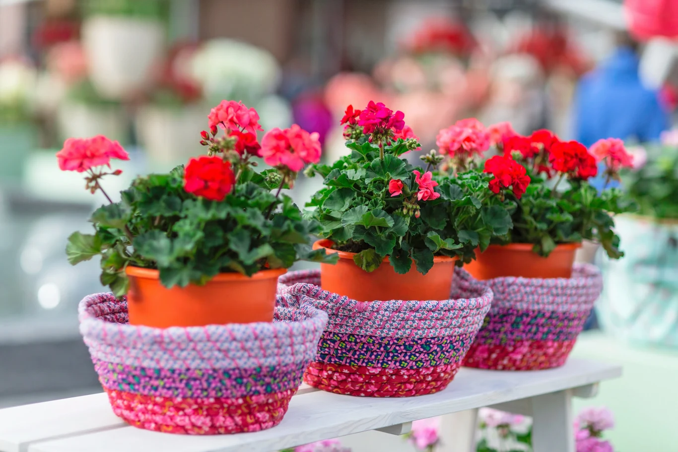 Pelargonia przetrwa każdy upał