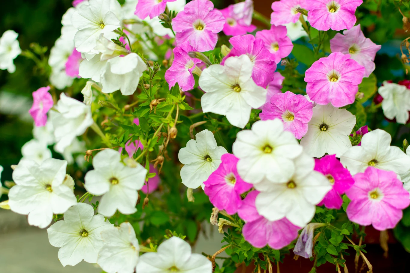 Petunia to kolejna roślina, która przetrwa upał