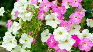 Petunia to kolejna roślina, która przetrwa upał