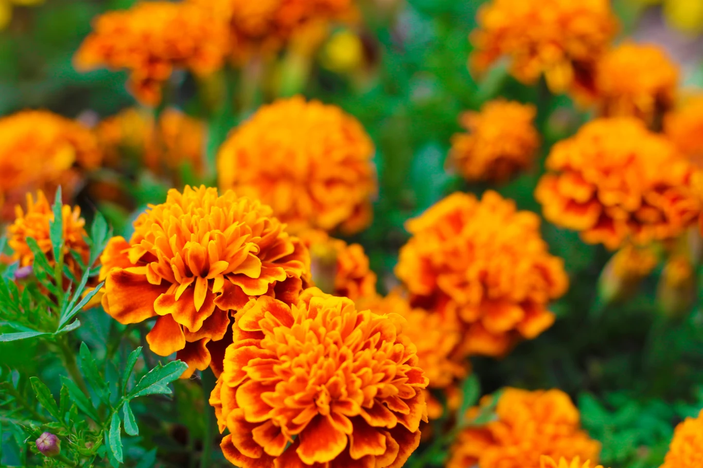 Aksamitki są łatwe w uprawie i odporne na upał