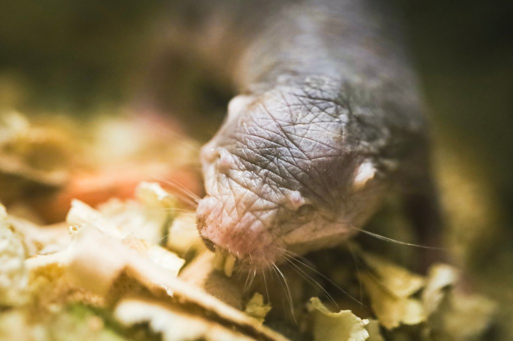 Golce piaskowe zamieszkały w żyrafiarni w ZOO w Opolu.