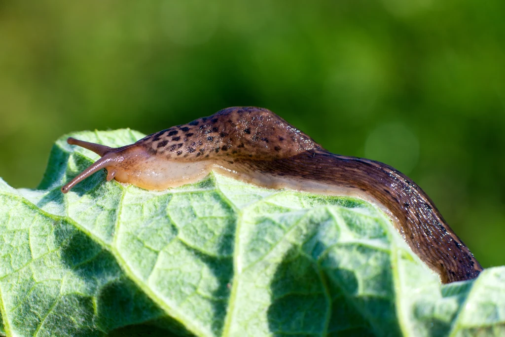 W ogrodach zaczęła się inwazja ślimaków. Jak je zwalczać? Wyjaśniamy