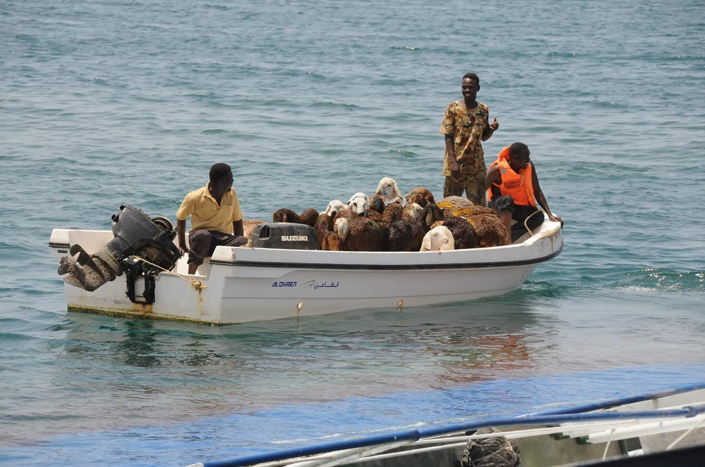 W porcie w Sudanie doszło do masakry owiec. Zwierzęta miały być przewożone łodzią, ale jej ładowność została znacznie przekroczona