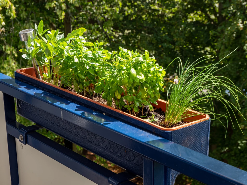 Wybierając rośliny na balkon, należy wziąć pod uwagę ich wymagania 