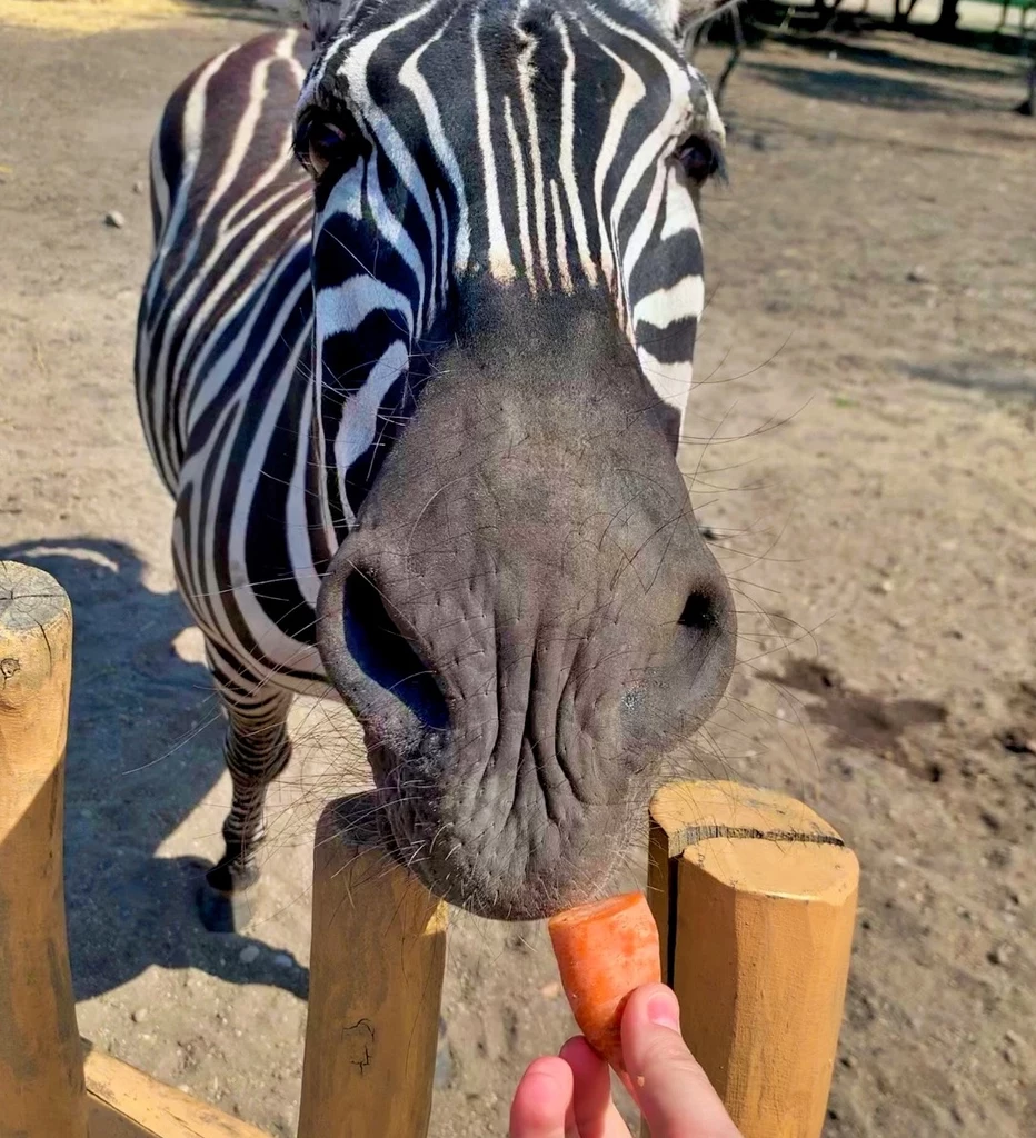 Zebra Vilko uwielbia marchewki. Na co dzień mieszka w zagrodzie z osiołkami