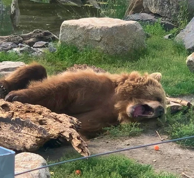 Ziewający niedźwiedź brunatny w parku Malkia - emeryt uratowany z cyrku