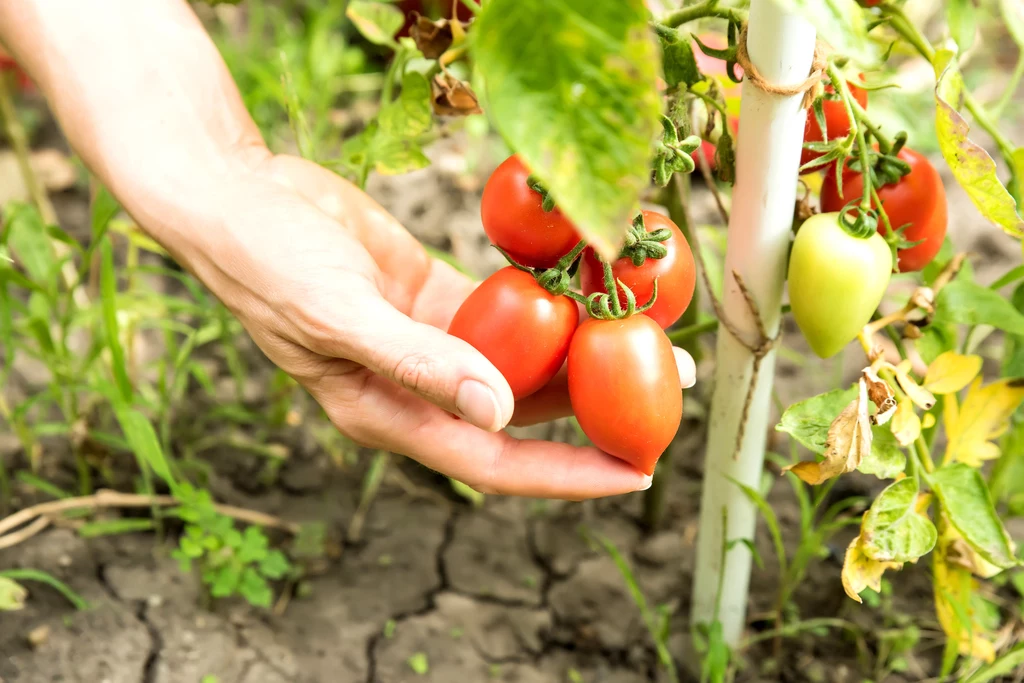 Jak zapobiegać zarazie ziemniaczanej na pomidorach?
