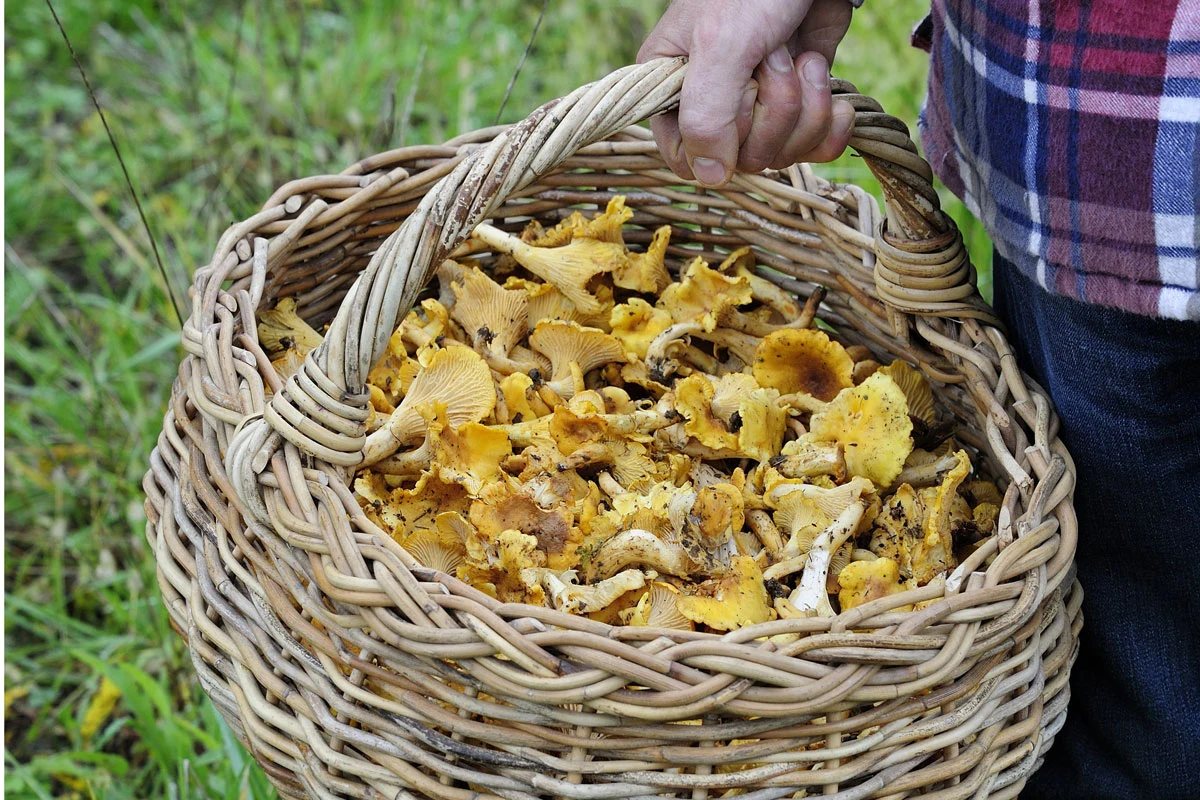 Sezon rozpoczęty. Grzybiarze ruszyli w sprawdzone miejsca