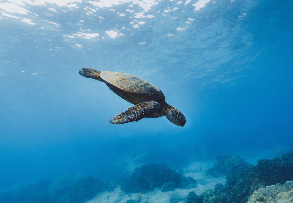 Odizolowany archipelag jest jednak bardzo zagrożony przez negatywne procesy środowiskowe, a żyjące w niewielkich, odizolowanych od siebie populacjach zwierzęta coraz częściej stają na granicy wymarcia.