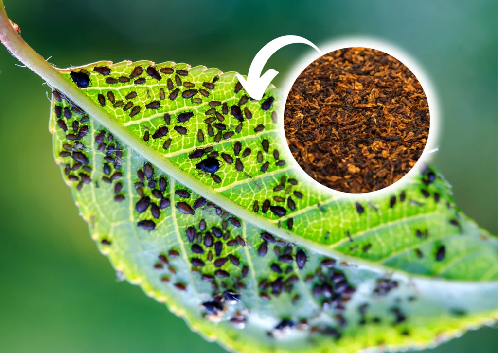 Oprysk z tytoniu to niezawodna broń w walce z plagą mszyc w ogrodzie