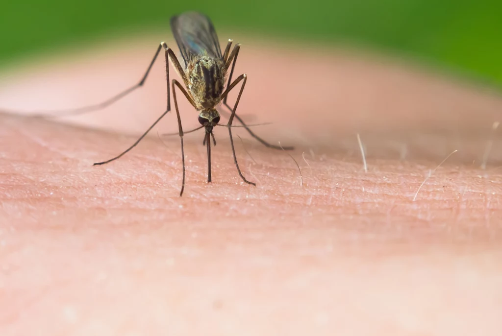 Komary nazywane są największymi zabójcami wśród zwierząt