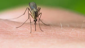 Polskie komary też przenoszą choroby. Czym mogą zarazić?