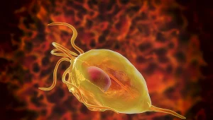 Chorobę wywołują pierwotniaki rzęsistki pochwowe (Trichomonas)