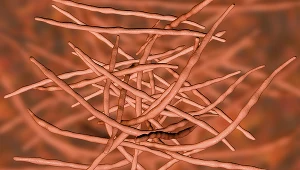 Promieniowce żyją m.in. w dziąsłach ludzkich gdzie powodują infekcje i ropnie jamy ustnej. Wywołują też promienicę