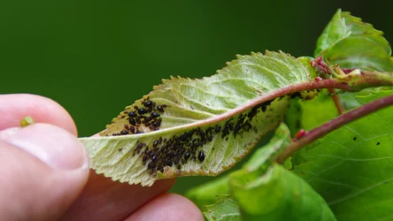 Mszyce w ogrodzie są poważnym problemem. Możesz jednak porozwieszać na gałęziach korki, aby je odstraszyć