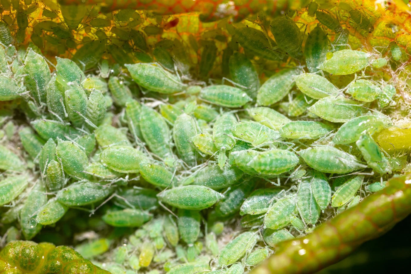 Jak wyglądają mszyce? Te małe szkodniki są dość charakterystyczne, więc stosunkowo łatwo je rozpoznać Jak wyglądają mszyce? Te małe szkodniki są dość charakterystyczne, więc stosunkowo łatwo je rozpoznać