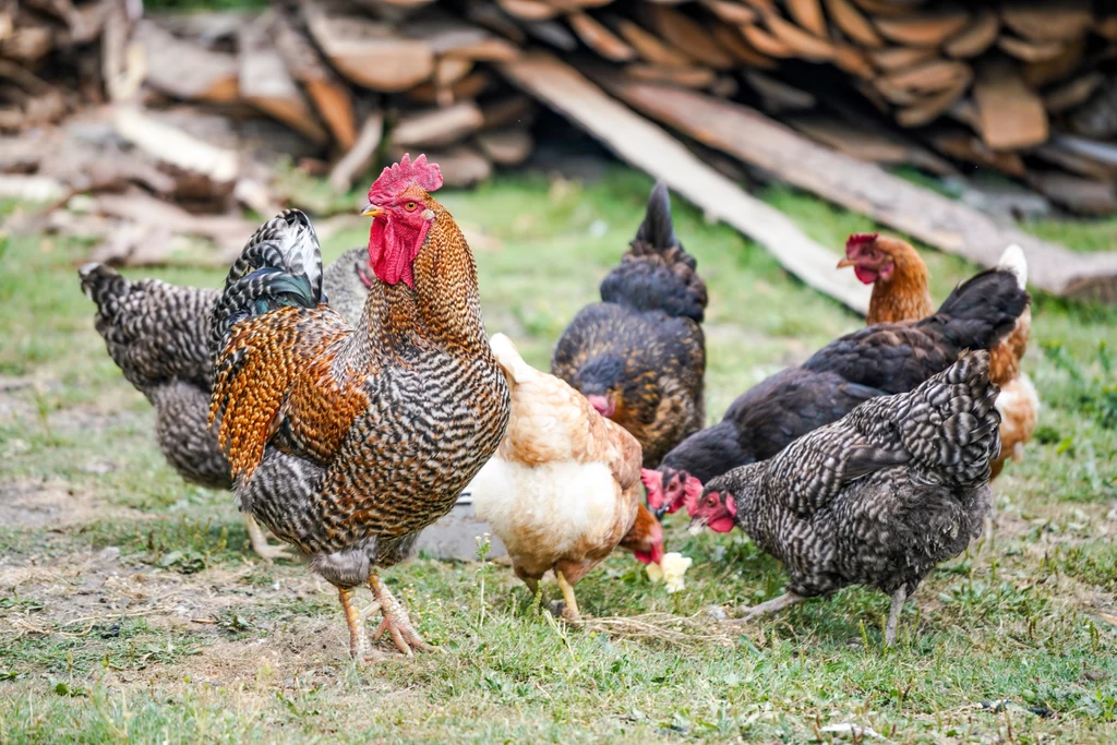 Ojciec teorii ewolucji sugerował, że kurczaki mogą być potomkami zamieszkujących Indie, Tajlandię i część okolicznych krajów spokrewnionych z bażantem kurów bankiwa