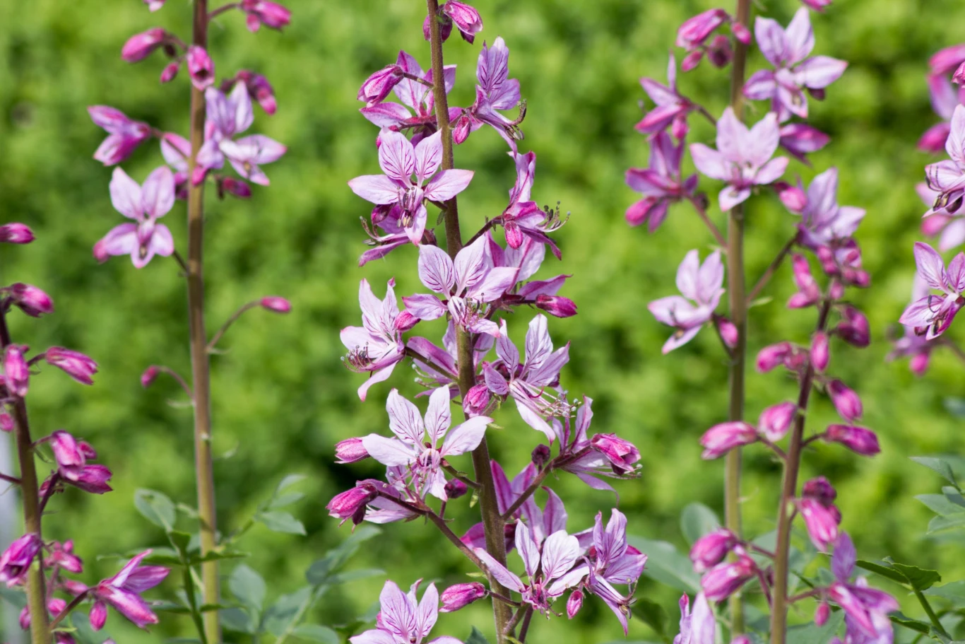 Kwiaty Krzewu Mojżesza robią wrażenie, ale trzeba na nie uważać! Kwiaty Krzewu Mojżesza robią wrażenie, ale trzeba na nie uważać!