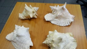 Funkcjonariusze KAS udaremnili przemyt czterech okazów skrzydelnika olbrzymiego