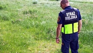 Strażnicy znaleźli mięso na szerokim trawniku, ciągnącym się wzdłuż alei KEN 