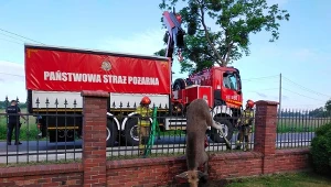 Łoś nadział się na metalowe ogrodzenie 